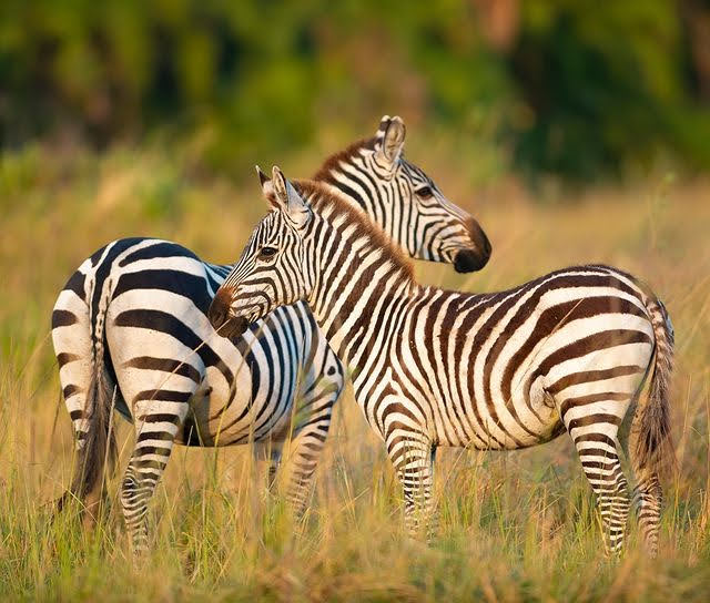 5 DAYS SERENGETI MIGRATION CAMPING SAFARI