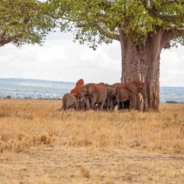 6 DAYS CAMPING SAFARI