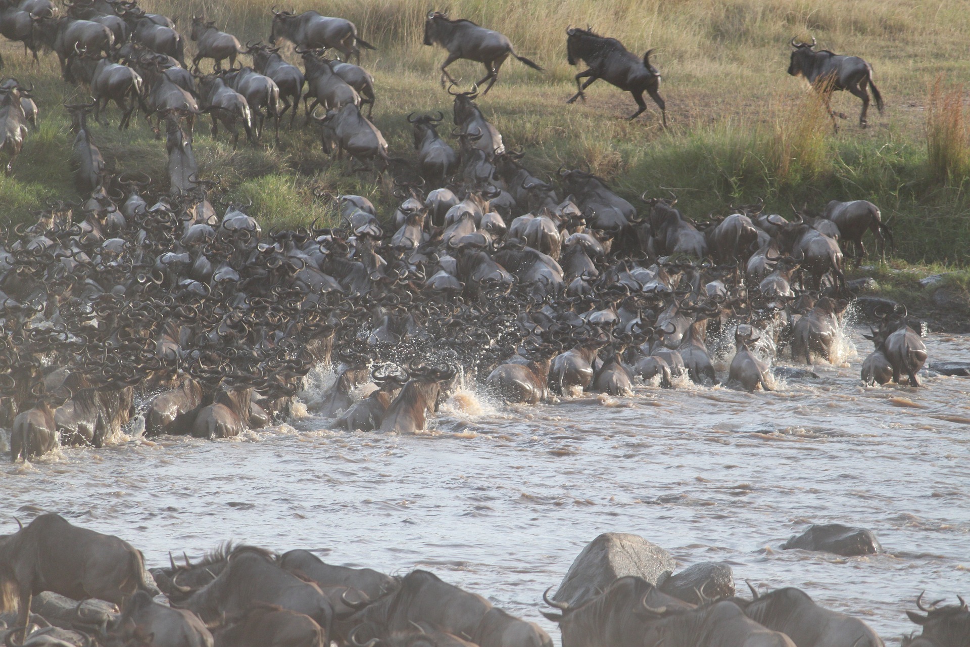 5 Days Migration Safari