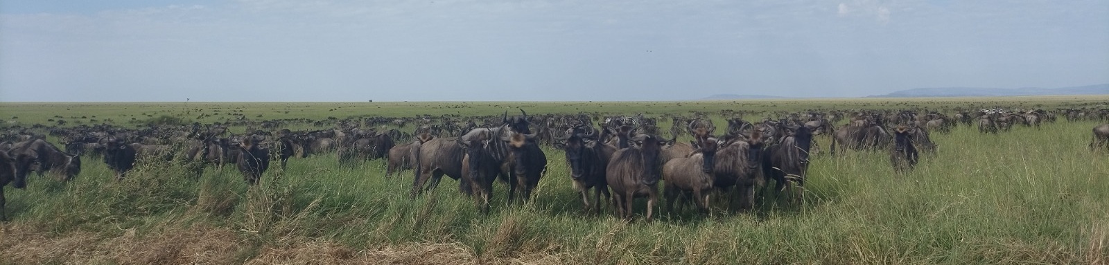  Migration Safari